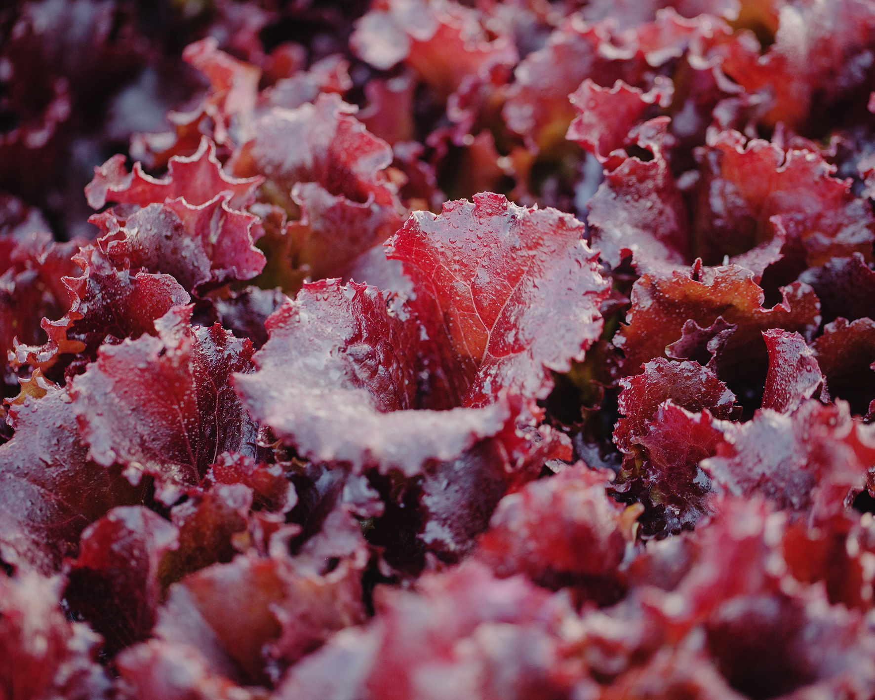 BUREAU MAISON — CREATIVE SERVICES