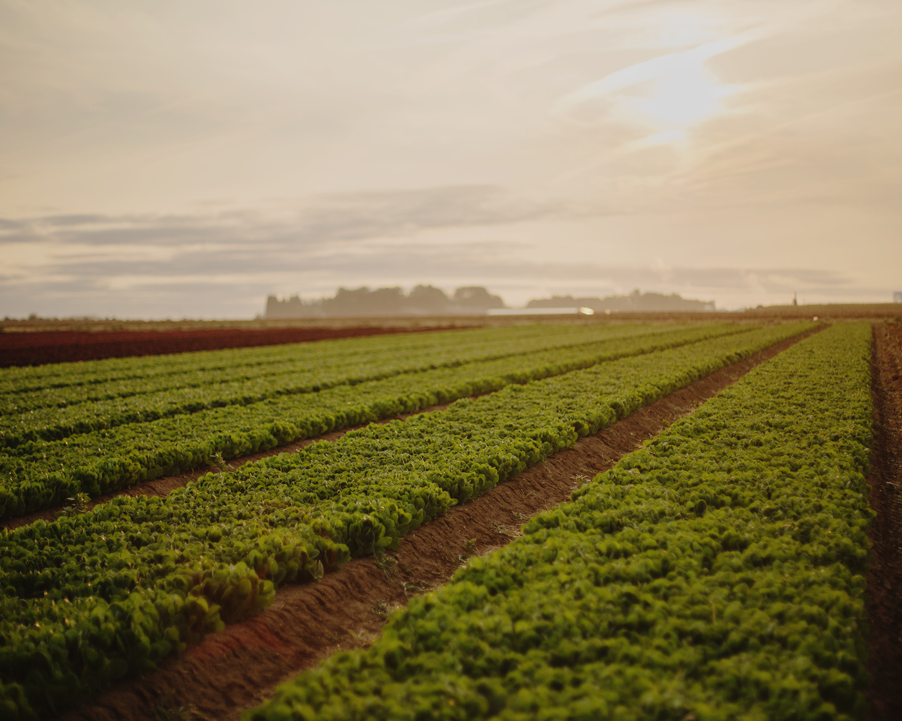 BUREAU MAISON — CREATIVE SERVICES