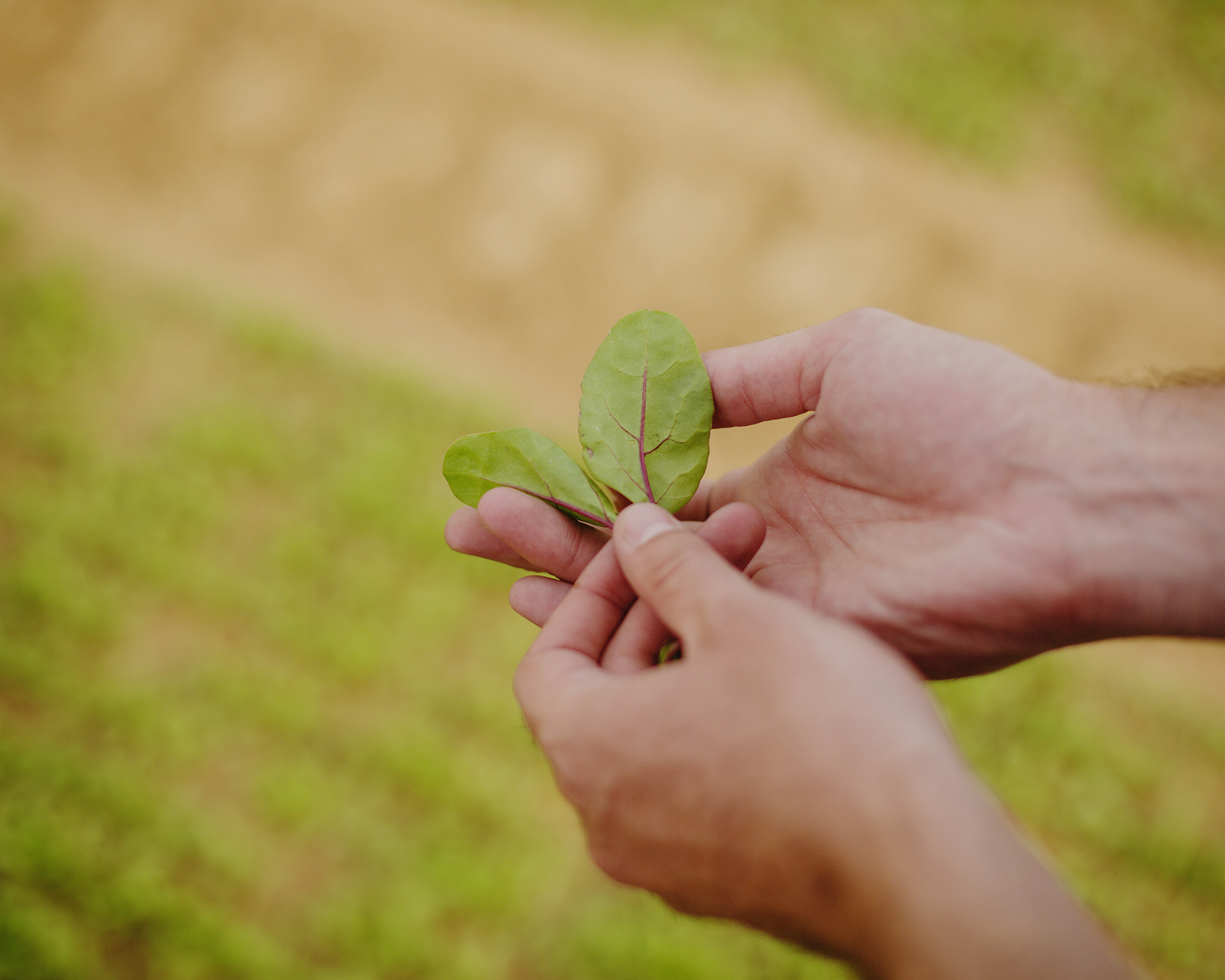 BUREAU MAISON — CREATIVE SERVICES